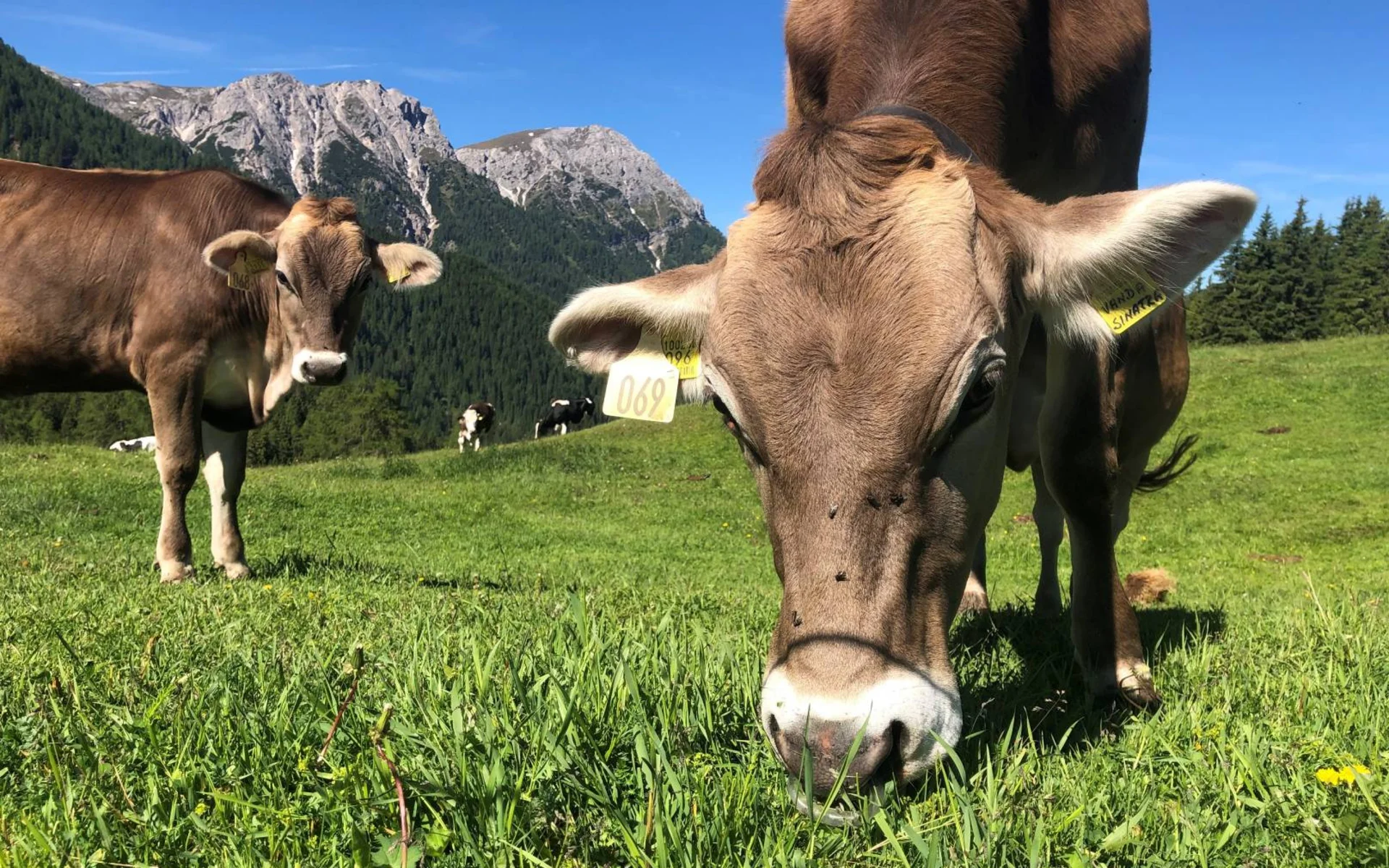 Malga Lanzwiese, Valdaora